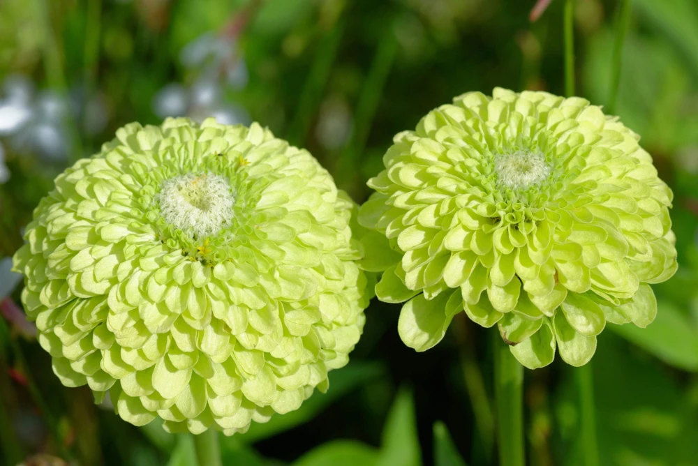 250 Green Envy Zinnia Elegans Heirloom Seeds - Chartreuse Double Flowers - Image 1