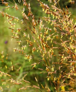 250 Indiangrass Seeds - Sorghastrum Nutans Native Grass Seeds for Landscaping - Image 2