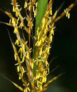 250 Indiangrass Seeds - Sorghastrum Nutans Native Grass Seeds for Landscaping - Image 3