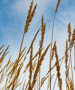 250 Indiangrass Seeds - Sorghastrum Nutans Native Grass Seeds for Landscaping - Image 4