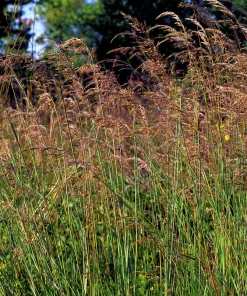 250 Indiangrass Seeds - Sorghastrum Nutans Native Grass Seeds for Landscaping - Image 6