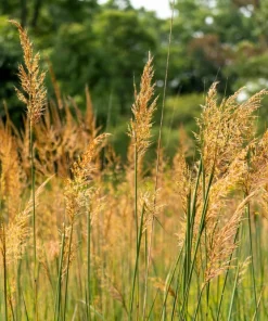 250 Indiangrass Seeds - Sorghastrum Nutans Native Grass Seeds for Landscaping - Image 7