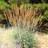 250 Indiangrass Seeds - Sorghastrum Nutans Native Grass Seeds for Landscaping - Image 1