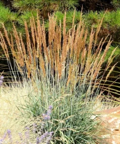 250 Indiangrass Seeds - Sorghastrum Nutans Native Grass Seeds for Landscaping - Image 1