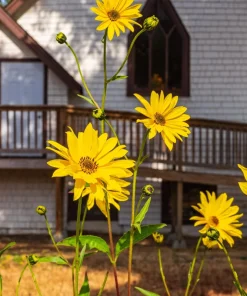 250 Maximilian Sunflower Seeds - Helianthus Maximiliani Flower Seeds - Image 10