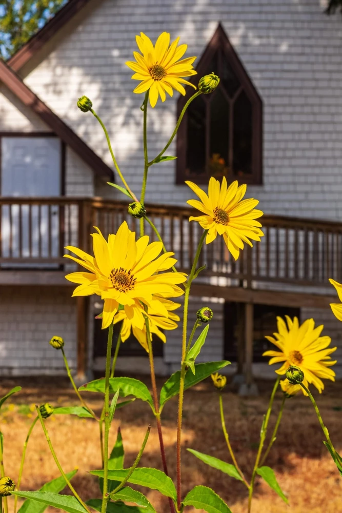 250 Maximilian Sunflower Seeds - Helianthus Maximiliani Flower Seeds - Image 10