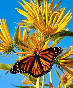 250 Maximilian Sunflower Seeds - Helianthus Maximiliani Flower Seeds - Image 2