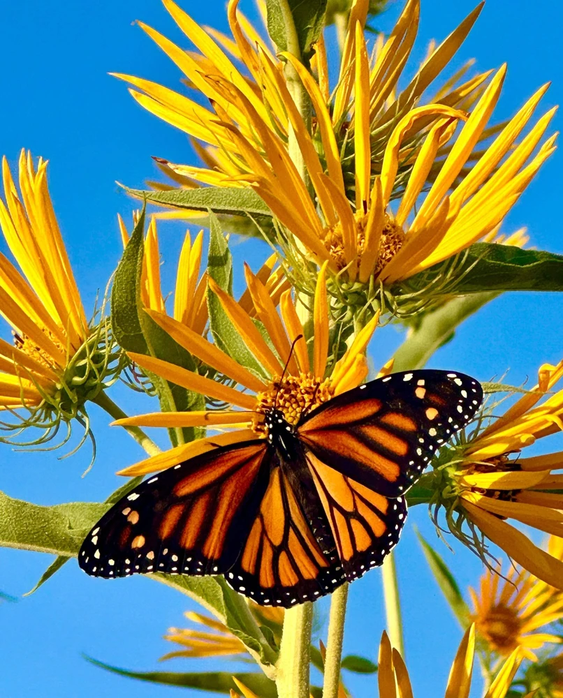 250 Maximilian Sunflower Seeds - Helianthus Maximiliani Flower Seeds - Image 2