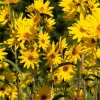 250 Maximilian Sunflower Seeds - Helianthus Maximiliani Flower Seeds - Image 1