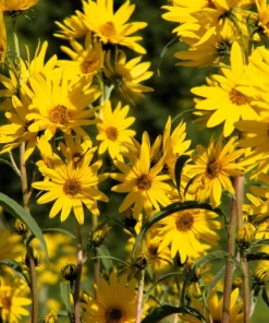 250 Maximilian Sunflower Seeds - Helianthus Maximiliani Flower Seeds - Image 1