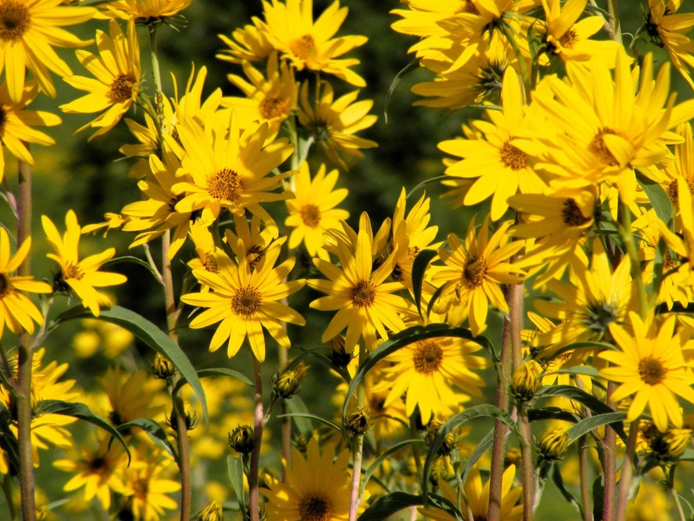 250 Maximilian Sunflower Seeds - Helianthus Maximiliani Flower Seeds - Image 1