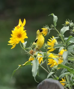 250 Maximilian Sunflower Seeds - Helianthus Maximiliani Flower Seeds - Image 3