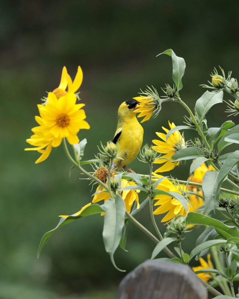 250 Maximilian Sunflower Seeds - Helianthus Maximiliani Flower Seeds - Image 3