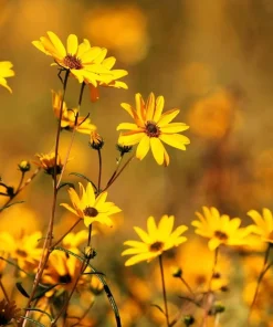 250 Maximilian Sunflower Seeds - Helianthus Maximiliani Flower Seeds - Image 4