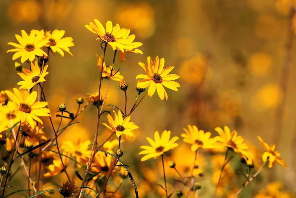 250 Maximilian Sunflower Seeds - Helianthus Maximiliani Flower Seeds - Image 4