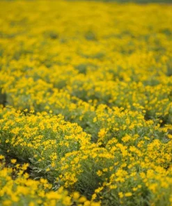 250 Maximilian Sunflower Seeds - Helianthus Maximiliani Flower Seeds - Image 5
