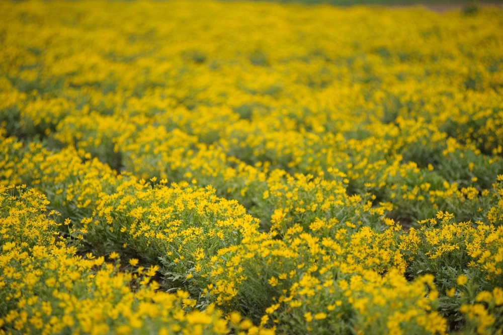 250 Maximilian Sunflower Seeds - Helianthus Maximiliani Flower Seeds - Image 5