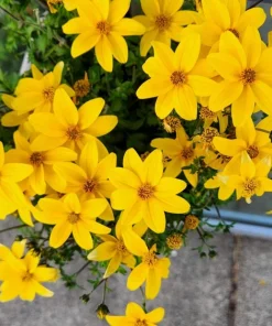 250 Maximilian Sunflower Seeds - Helianthus Maximiliani Flower Seeds - Image 6