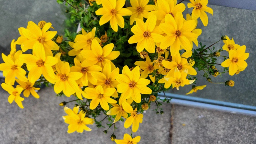 250 Maximilian Sunflower Seeds - Helianthus Maximiliani Flower Seeds - Image 6