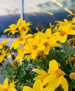 250 Maximilian Sunflower Seeds - Helianthus Maximiliani Flower Seeds - Image 7