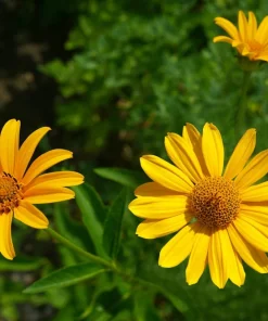 250 Maximilian Sunflower Seeds - Helianthus Maximiliani Flower Seeds - Image 8