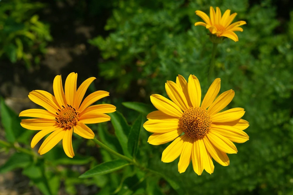 250 Maximilian Sunflower Seeds - Helianthus Maximiliani Flower Seeds - Image 8