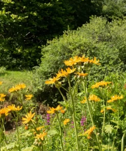 250 Maximilian Sunflower Seeds - Helianthus Maximiliani Flower Seeds - Image 9