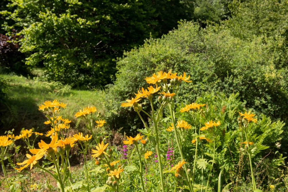 250 Maximilian Sunflower Seeds - Helianthus Maximiliani Flower Seeds - Image 9