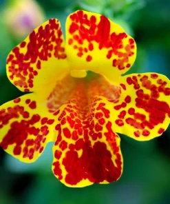 250 Mimulus Tigrinus Flower Seeds - Mixed Colors Monkey Flower Seeds - Image 10