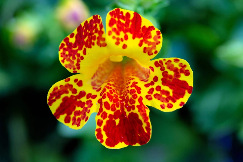250 Mimulus Tigrinus Flower Seeds - Mixed Colors Monkey Flower Seeds - Image 10