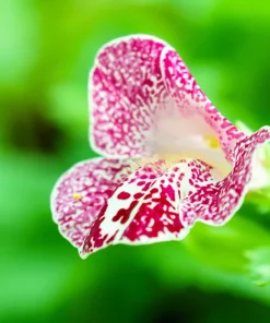 250 Mimulus Tigrinus Flower Seeds - Mixed Colors Monkey Flower Seeds - Image 11