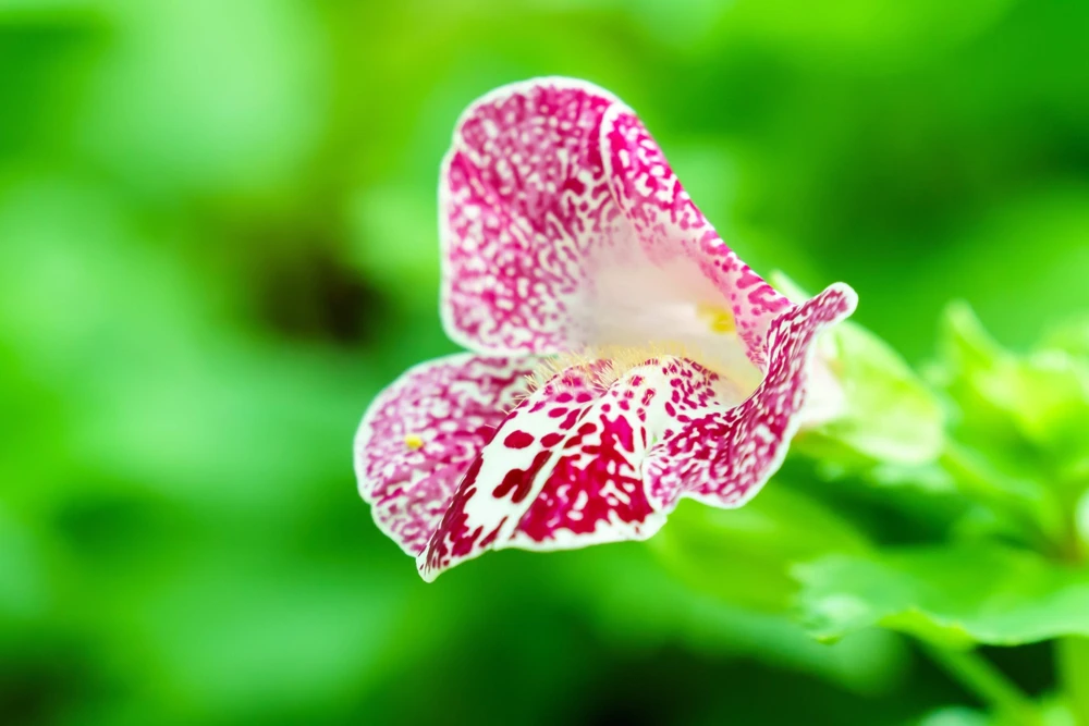 250 Mimulus Tigrinus Flower Seeds - Mixed Colors Monkey Flower Seeds - Image 11