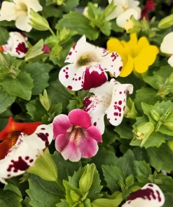 250 Mimulus Tigrinus Flower Seeds - Mixed Colors Monkey Flower Seeds - Image 12