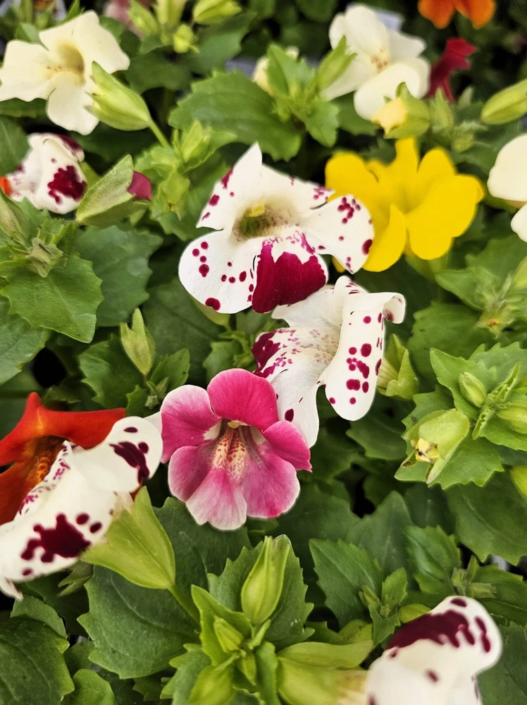 250 Mimulus Tigrinus Flower Seeds - Mixed Colors Monkey Flower Seeds - Image 12