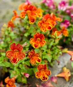 250 Mimulus Tigrinus Flower Seeds - Mixed Colors Monkey Flower Seeds - Image 2