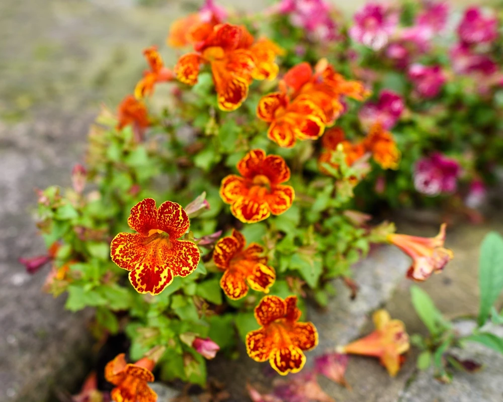 250 Mimulus Tigrinus Flower Seeds - Mixed Colors Monkey Flower Seeds - Image 2