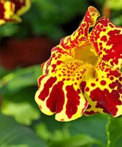 250 Mimulus Tigrinus Flower Seeds - Mixed Colors Monkey Flower Seeds - Image 3