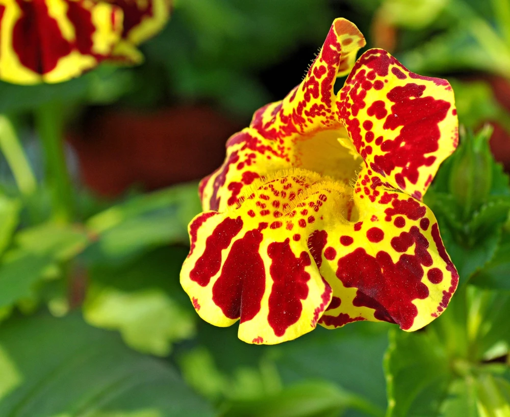 250 Mimulus Tigrinus Flower Seeds - Mixed Colors Monkey Flower Seeds - Image 3
