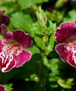 250 Mimulus Tigrinus Flower Seeds - Mixed Colors Monkey Flower Seeds - Image 4
