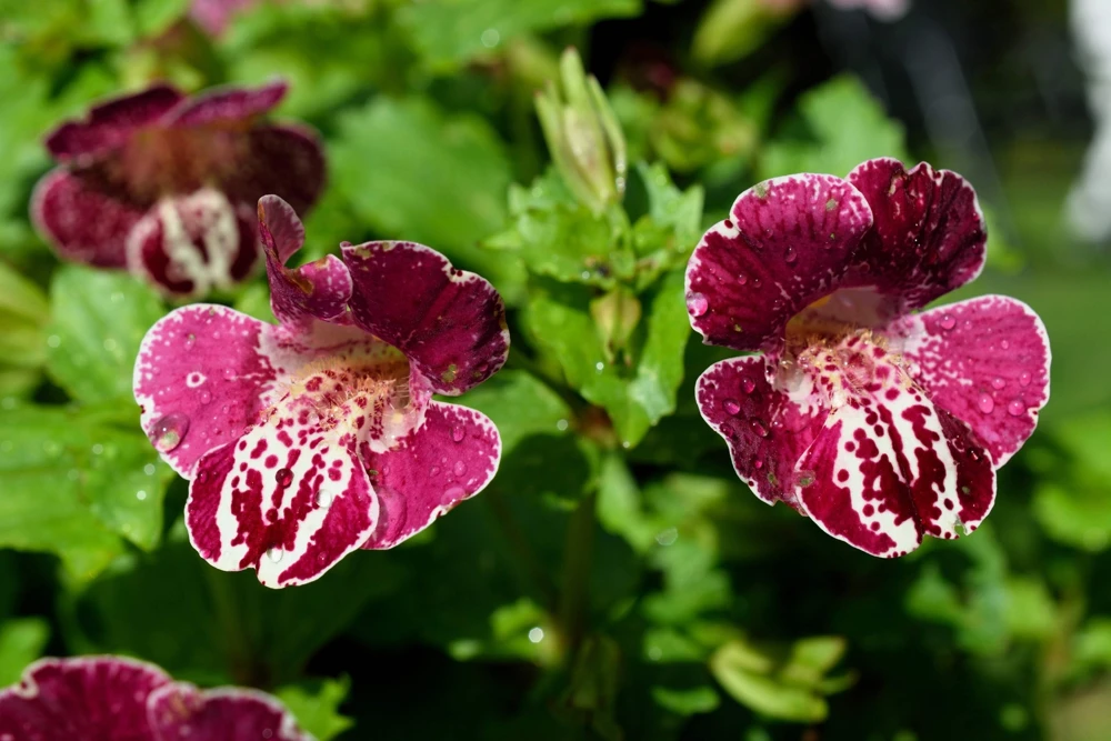 250 Mimulus Tigrinus Flower Seeds - Mixed Colors Monkey Flower Seeds - Image 4
