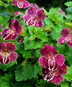 250 Mimulus Tigrinus Flower Seeds - Mixed Colors Monkey Flower Seeds - Image 5