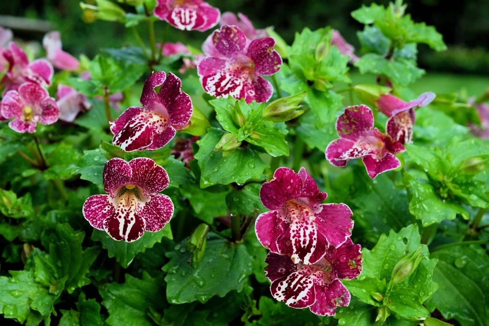 250 Mimulus Tigrinus Flower Seeds - Mixed Colors Monkey Flower Seeds - Image 5