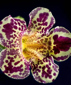 250 Mimulus Tigrinus Flower Seeds - Mixed Colors Monkey Flower Seeds - Image 6