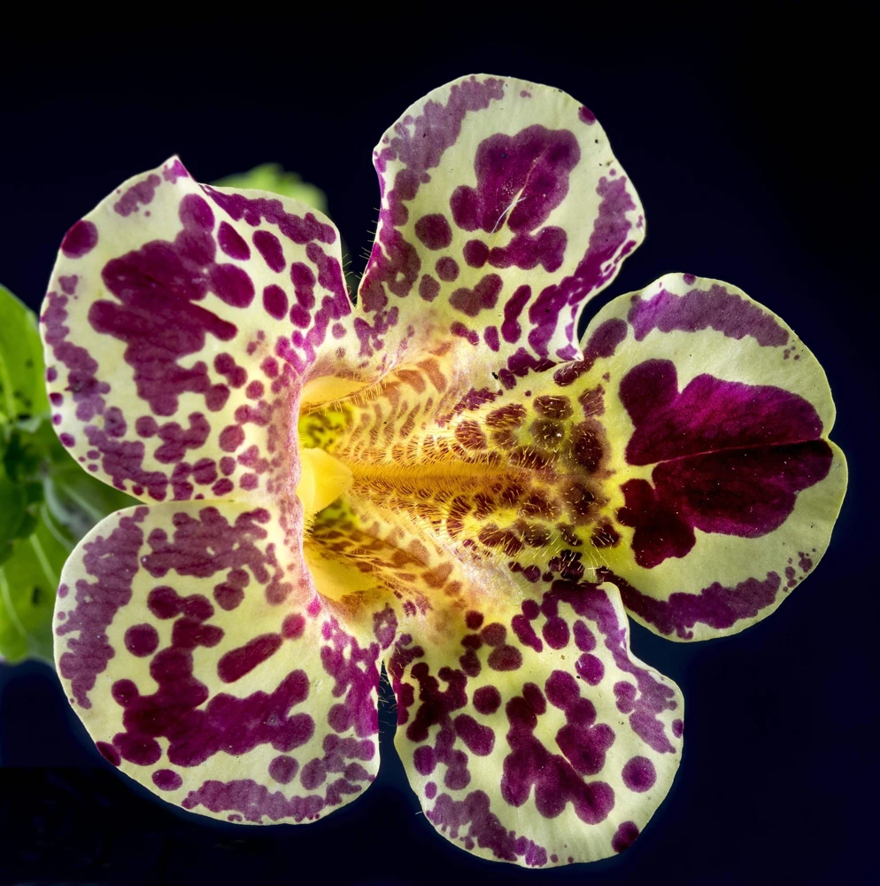 250 Mimulus Tigrinus Flower Seeds - Mixed Colors Monkey Flower Seeds - Image 6