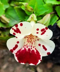 250 Mimulus Tigrinus Flower Seeds - Mixed Colors Monkey Flower Seeds - Image 7