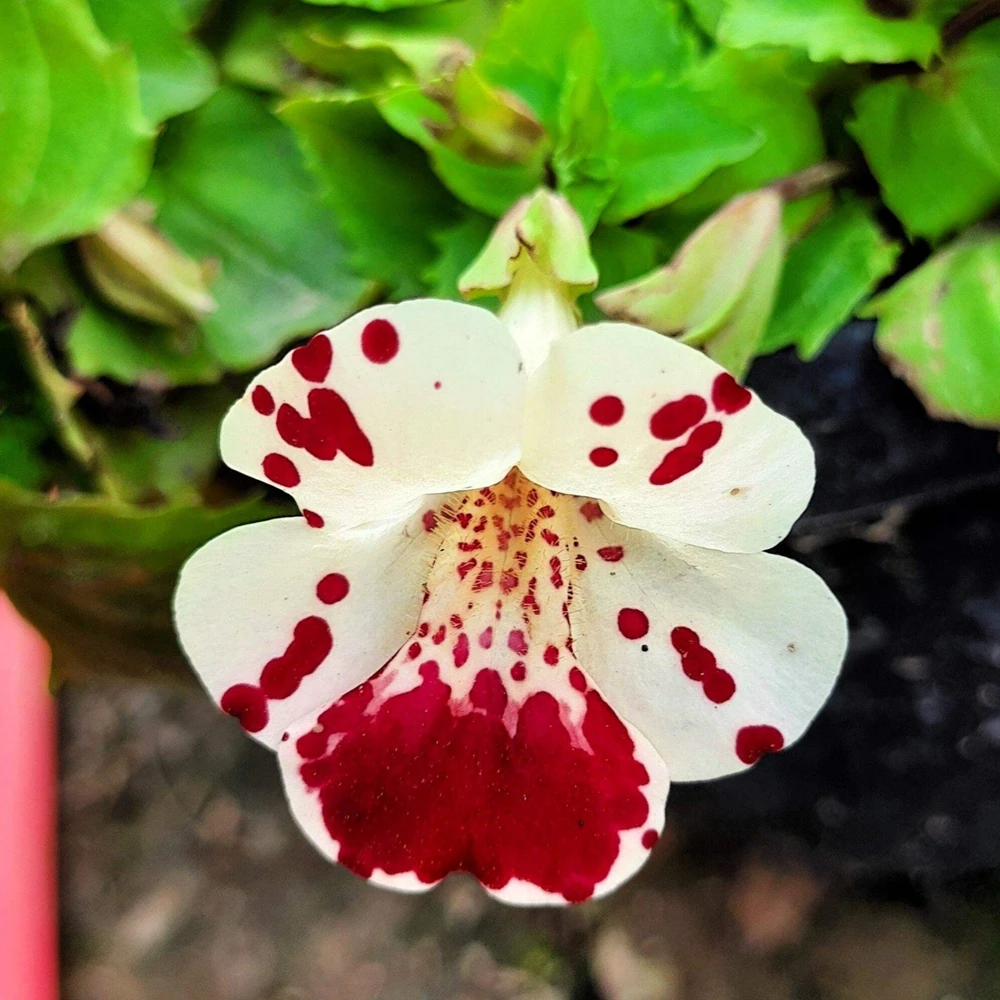 250 Mimulus Tigrinus Flower Seeds - Mixed Colors Monkey Flower Seeds - Image 7