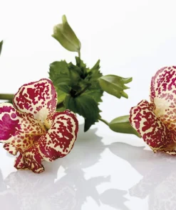 250 Mimulus Tigrinus Flower Seeds - Mixed Colors Monkey Flower Seeds - Image 8