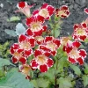 250 Mimulus Tigrinus Flower Seeds - Mixed Colors Monkey Flower Seeds - Image 1