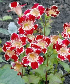 250 Mimulus Tigrinus Flower Seeds - Mixed Colors Monkey Flower Seeds - Image 1