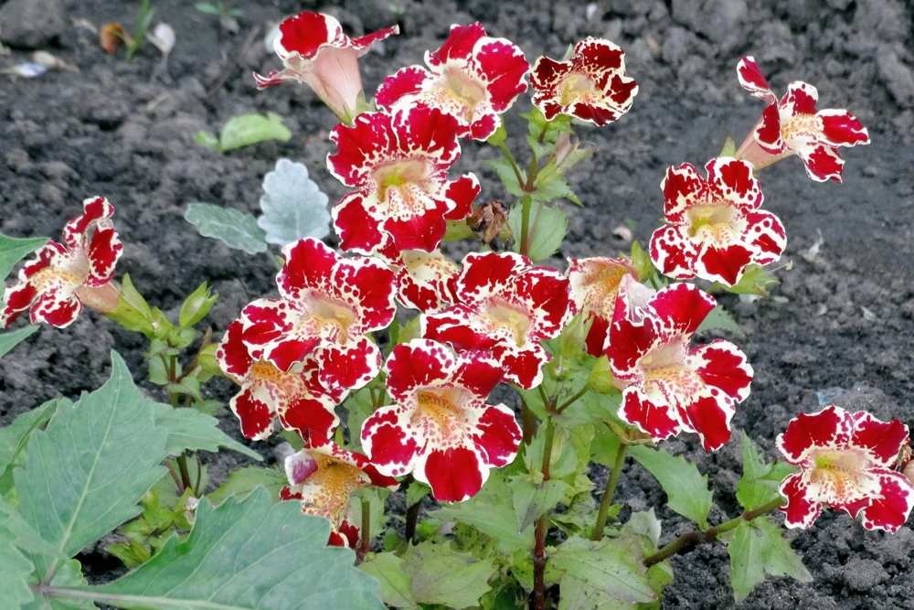 250 Mimulus Tigrinus Flower Seeds - Mixed Colors Monkey Flower Seeds - Image 1